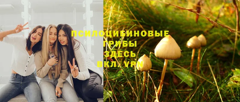 Псилоцибиновые грибы Cubensis  Карпинск 